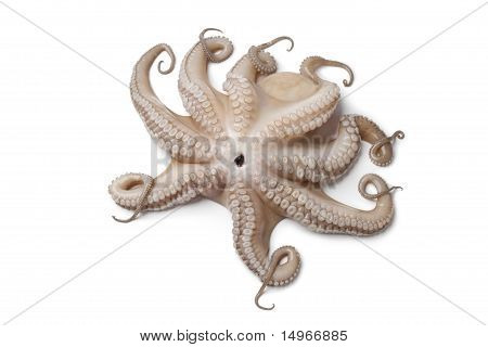 Pulpo crudo fresco entero solo para arriba hacia abajo