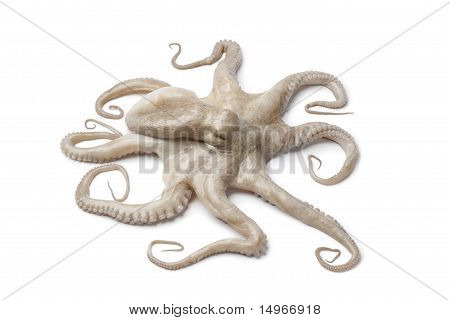 Pulpo crudo fresco entero solo