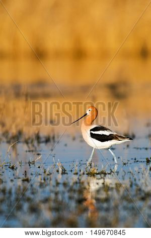 American Avocet