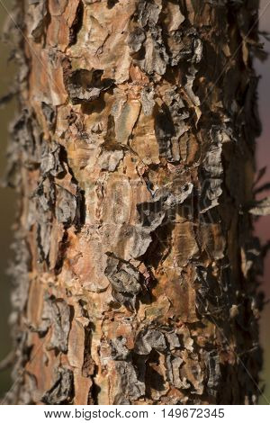 The bark of the conifer rind, incrustation, fir, silver, abies, pine, tree