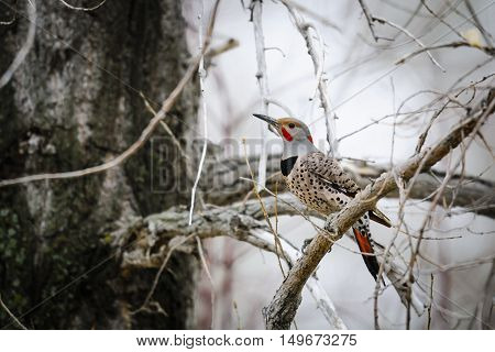 Northern Flicker (colaptes Auratus)