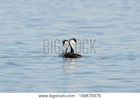 Western Grebe (aechmophorus Occidentalis)