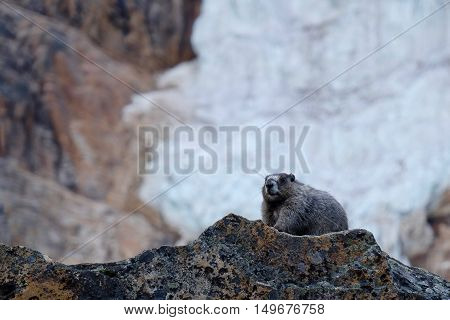 Fat Hoary Marmot before hibernation. Banff National Park. Canadian Rocky Mountains. Alberta. Canada.