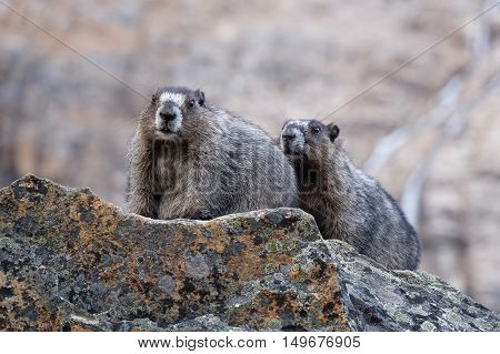 Couple of Hoary Marmots befor hibernation. Jasper National Park. Canadian Rocky Mountains. Alberta. Canada.