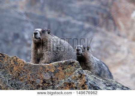 Couple of Hoary Marmots on rocks. Jasper National Park. Rocky Mountains. Alberta. Canada.