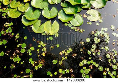 Lilies in a pond on a sunny day