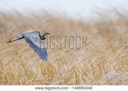 Great Blue Heron (ardea Herodias)