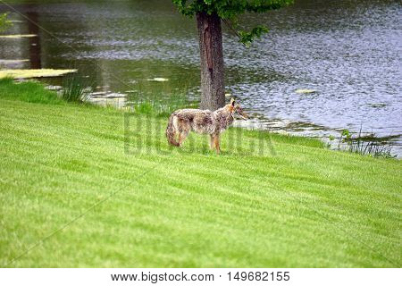 A wild coyote (Canis latrans) stands beside the shore of a small lake in the Wesmere Country Club subdivision of Joliet, Illinois during May.
