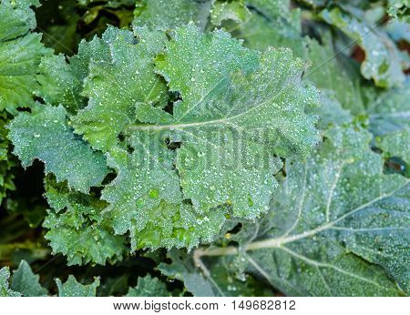 Garden fresh healthy kale leaves growing in the vegetable garden.  Organic kale leaves covered in early morning dew drops.