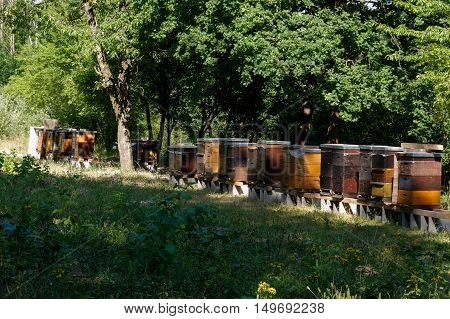 Row of wooden beehives with trees in the background
