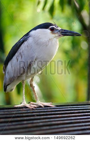 a Cattle egret in Kuala Lumpur Bird Park Malaysia.