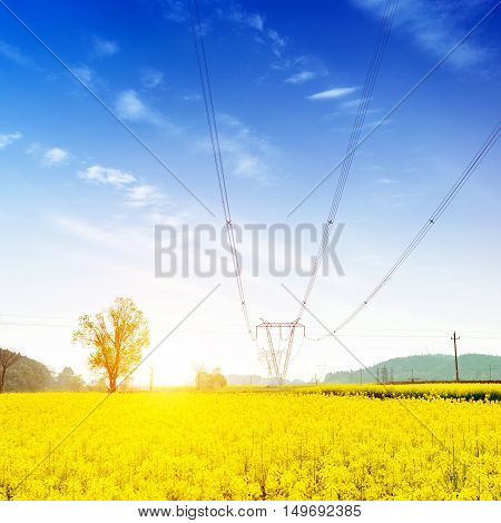 Endless canola flower blue sky and white clouds and pylons.