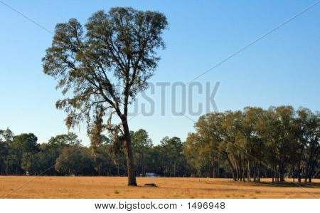 Osamělý strom