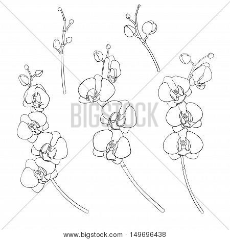 Set of isolated branches of orchids hand-drawn black outline. On a white background isolated. Hand drawn vector illustration.