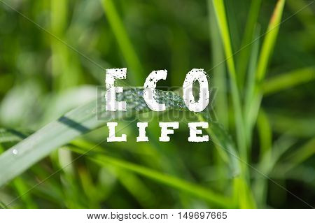 bright green blurred background with 