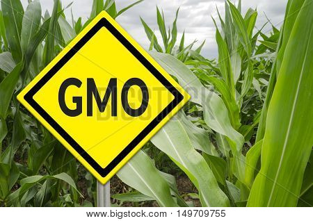 GMO yellow sign with the corn crop in the background