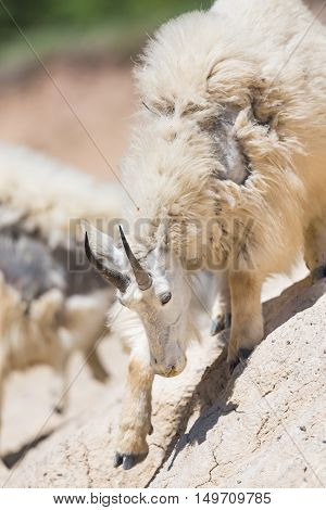 Mountain Goat (oreamnos Americanus)