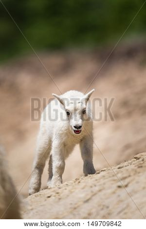 Mountain Goat (oreamnos Americanus)
