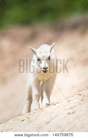 Mountain Goat (oreamnos Americanus)