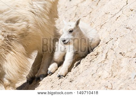 Mountain Goat (oreamnos Americanus)