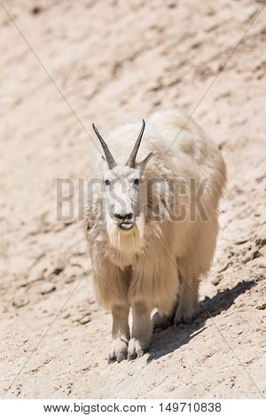 Mountain Goat (oreamnos Americanus)
