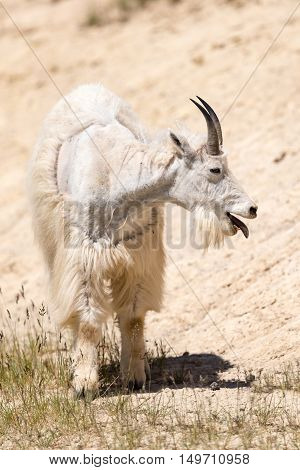 Mountain Goat (oreamnos Americanus)