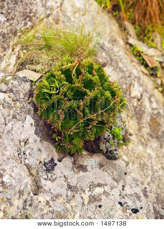 Eksotiske Mountain græs plante