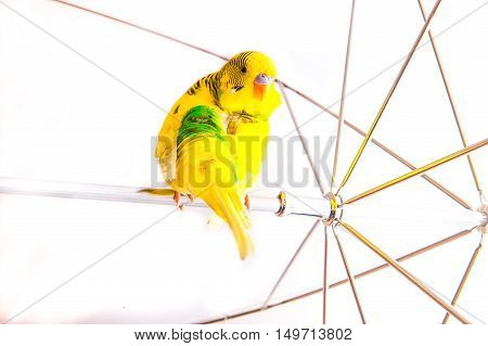 one yellow parrot budgies.Bird sit on the white umbrela.