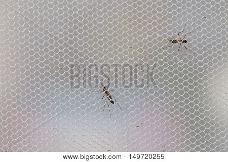 Aedes Aegypti Mosquito. Close Up A Mosquito