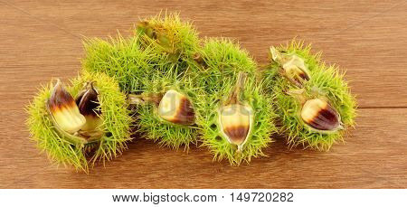 Wild sweet chestnuts in spiky cupules on a wooden background