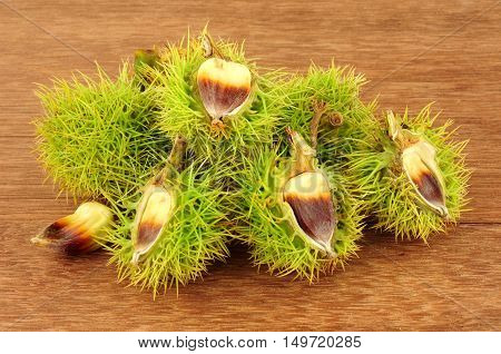 Wild sweet chestnuts in spiky cupules on a wooden background