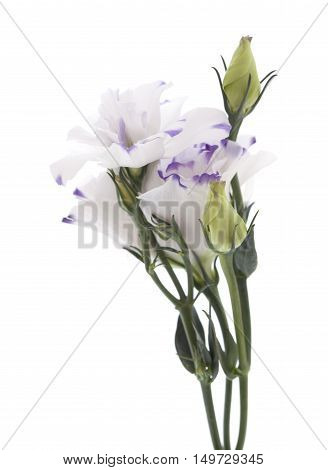White And Blue Lisianthus Flower Isolated On White