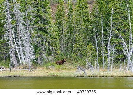 Brown Bears
