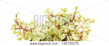 Portulacaria Afra Isolated