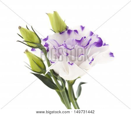 White And Blue Lisianthus Flower Isolated On White