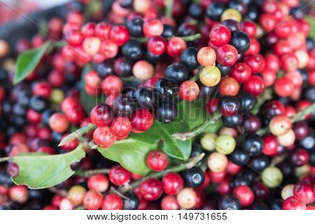 Closeup Fresh Mak Mao Or Thai Blueberry, Local Fruit In Northeastern