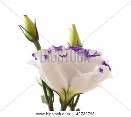 White And Blue Lisianthus Flower Isolated On White
