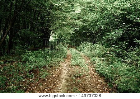 Summer natural background landscape with path in cloudy weather