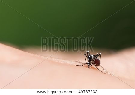 Aedes Aegypti Mosquito. Close Up A Mosquito Sucking Human Blood,mosquito Vector-borne Diseases,chiku