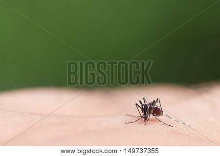 Aedes Aegypti Mosquito. Close Up A Mosquito Sucking Human Blood,mosquito Vector-borne Diseases,chiku
