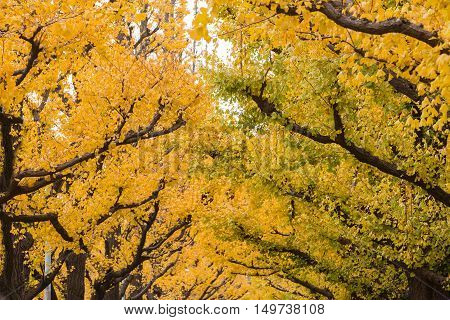 Top  of Golden yellow ginkgo trees in late autumn season, Tokyo Japan