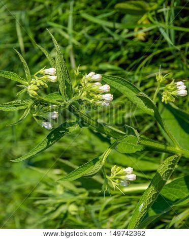 Closeup of a white budding flowering and overblown True Comfrey plant on a sunny day in the end of the summer season.