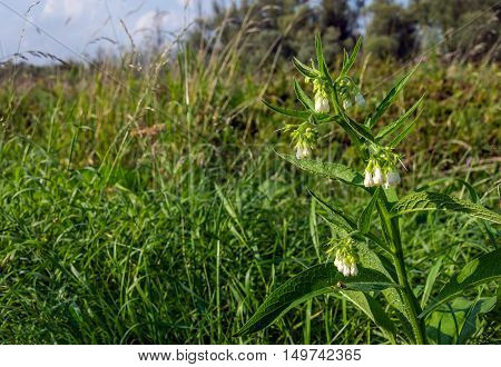 White budding flowering and overblown True Comfrey growing in the foreground between grasses at the of a Dutch dike on a sunny day in the end of the summer season.