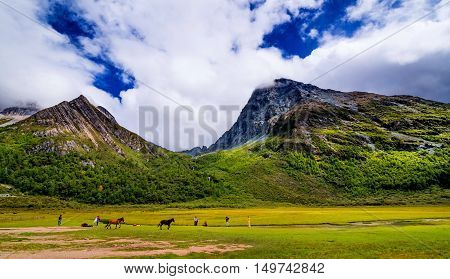 Landscape of autumn at Chongu pasture in Yading national level reserve
