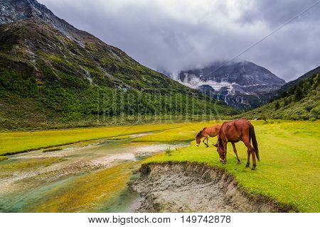horse eating grass on Chongu pasture in Yading national level reserve
