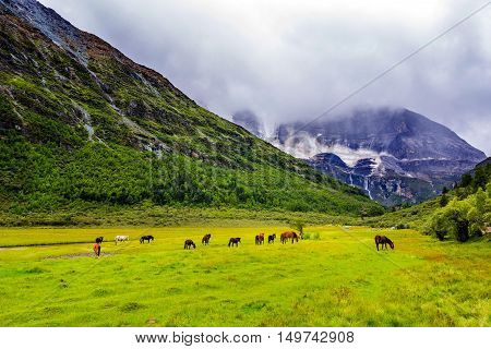 horse eating grass on Chongu pasture in Yading national level reserve