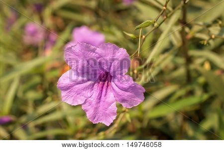 Single of purple ruellias flower in the garden