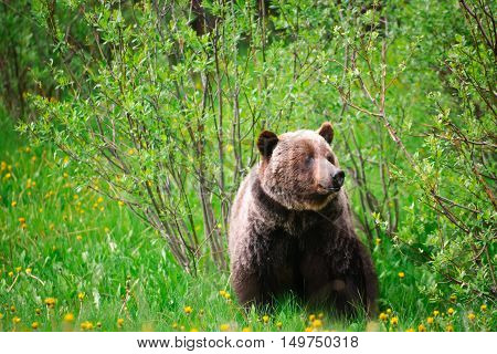 Wild Grizzly Bear
