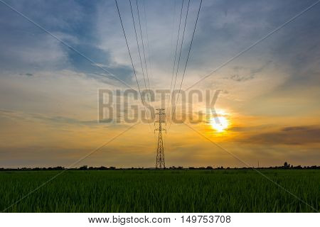 High voltage electrical transmission line and tower in rice field during sunset