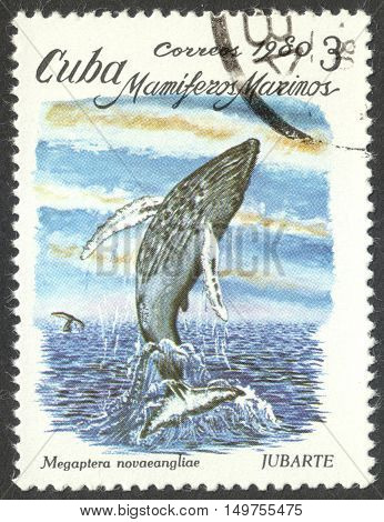 MOSCOW RUSSIA - CIRCA SEPTEMBER 2016: a stamp printed in CUBA shows a Megaptera novaeangliae the series 